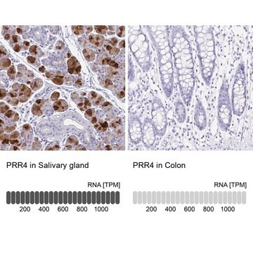 Anti-PRR4 antibody produced in rabbit Prestige Antibodies&#174; Powered by Atlas Antibodies, affinity isolated antibody, buffered aqueous glycerol solution