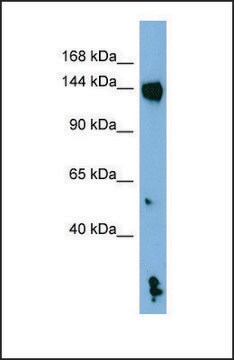 Anti-NLRP1, (N-terminal) antibody produced in rabbit affinity isolated antibody