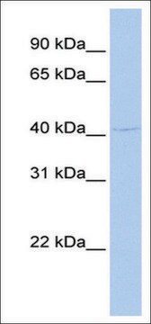 Anti-GFI1 (AB2) antibody produced in rabbit affinity isolated antibody