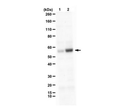 抗リン酸化Smad1（Ser463抗体、Ser465） from rabbit