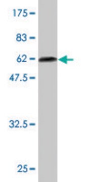 Monoclonal Anti-BLVRA antibody produced in mouse clone S2, purified immunoglobulin, buffered aqueous solution