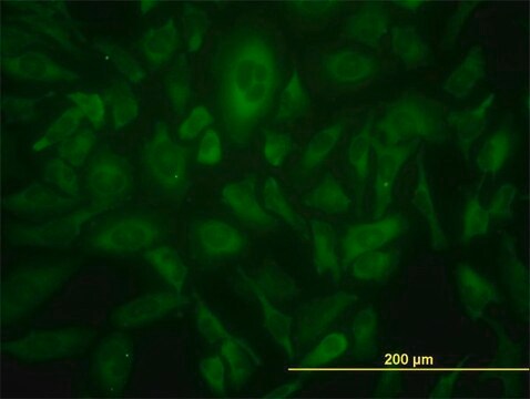 Monoclonal Anti-USP9X antibody produced in mouse clone 1C4, purified immunoglobulin, buffered aqueous solution