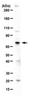 Anti-NRF-1 Antibody serum, from goat