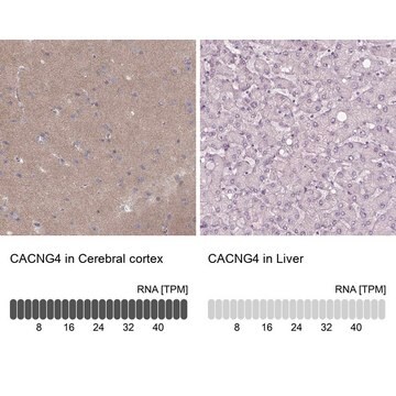 Anti-CACNG4 antibody produced in rabbit Prestige Antibodies&#174; Powered by Atlas Antibodies, affinity isolated antibody