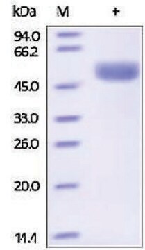 组织蛋白酶D 人 recombinant, expressed in HEK 293 cells, &#8805;95% (SDS-PAGE)