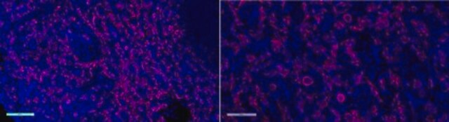 Anti-Iba1/AIF1 Antibody, clone 20A12.1, Alexa Fluor&#8482; 647 Conjugate clone 20A12.1, from mouse, ALEXA FLUOR&#8482; 647