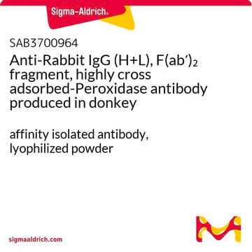 Anti-Rabbit IgG (H+L), F(ab&#8242;)2 fragment, highly cross adsorbed-Peroxidase antibody produced in donkey affinity isolated antibody, lyophilized powder