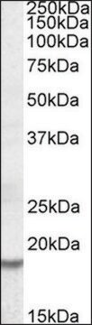 Anti-HMGA2 antibody produced in goat affinity isolated antibody, buffered aqueous solution