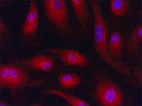 抗RNF4 (176-190) ウサギ宿主抗体 IgG fraction of antiserum, buffered aqueous solution