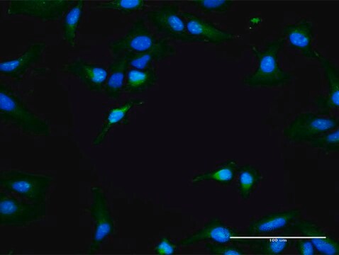 Anti-RAPGEF3 antibody produced in rabbit purified immunoglobulin, buffered aqueous solution