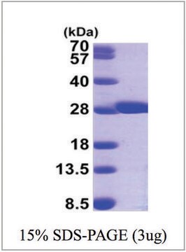 GSTM2 human recombinant, expressed in E. coli, &#8805;95% (SDS-PAGE)