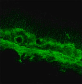 Przeciwciało przeciw opsynie, mysie monoklonalne clone RET-P1, purified from hybridoma cell culture