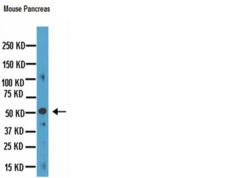 Anti-Chromogranin-A-Antikörper, Klon&nbsp;LK2H10 clone LK2H10, Chemicon&#174;, from mouse