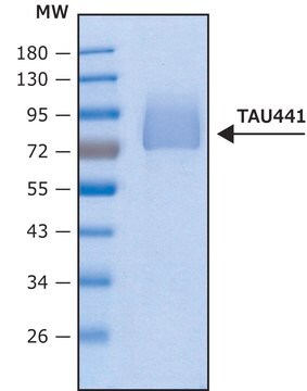 Tau-441, human recombinant, lyophilized powder, expressed in HEK 293 cells, &#8805;95% (SDS-PAGE)