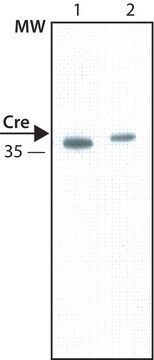 抗-Cre抗体，小鼠单克隆 小鼠抗 clone 7-23, purified from hybridoma cell culture