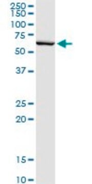 Monoclonal Anti-SERPINB2 antibody produced in mouse clone 3A9, purified immunoglobulin, buffered aqueous solution