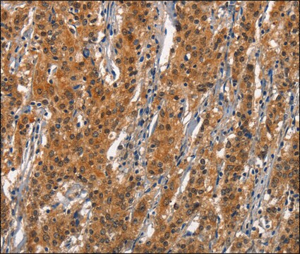 Anti-CD163 antibody produced in rabbit affinity isolated antibody