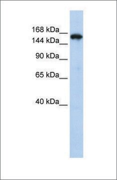 抗SYNJ1抗体 ウサギ宿主抗体 affinity isolated antibody