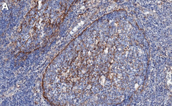 Anti-B7-H3/CD276 Antibody, clone 2E22 ZooMAb&#174; Rabbit Monoclonal recombinant, expressed in HEK 293 cells