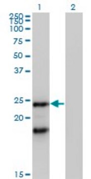 Anti-IGLL1 antibody produced in mouse purified immunoglobulin, buffered aqueous solution