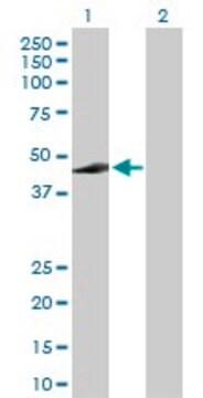 Anti-ADH7 antibody produced in rabbit purified immunoglobulin, buffered aqueous solution