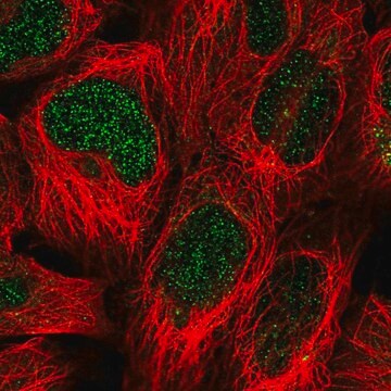 Anti-SIMC1 antibody produced in rabbit Prestige Antibodies&#174; Powered by Atlas Antibodies, affinity isolated antibody, buffered aqueous glycerol solution