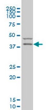 Anti-PDK2 Mouse mAb (2G1) liquid, clone 2G1, Calbiochem&#174;