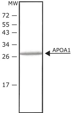 アポリポタンパク質A-I ヒト histidine-tagged, recombinant, expressed in HEK 293 cells, &#8805;98% (SDS-PAGE), lyophilized powder