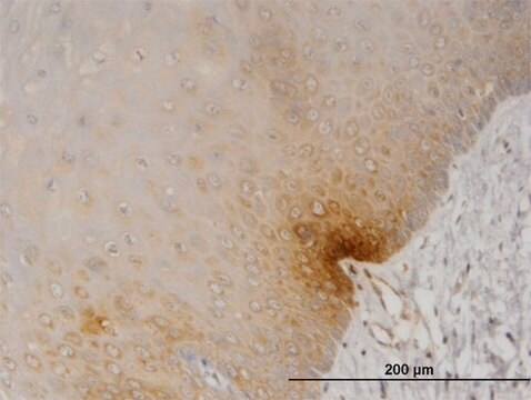 Monoclonal Anti-DYRK2, (N-terminal) antibody produced in mouse clone 2F9, purified immunoglobulin, buffered aqueous solution