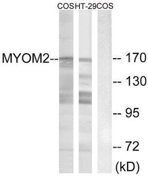 Anti-MYOM2 antibody produced in rabbit affinity isolated antibody