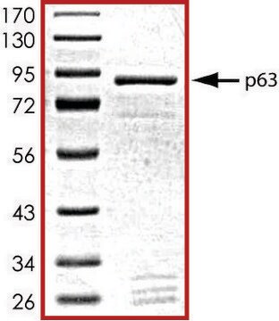 p63、GSTタグ融合 ヒト recombinant, expressed in baculovirus infected Sf9 cells, &#8805;70% (SDS-PAGE), buffered aqueous glycerol solution