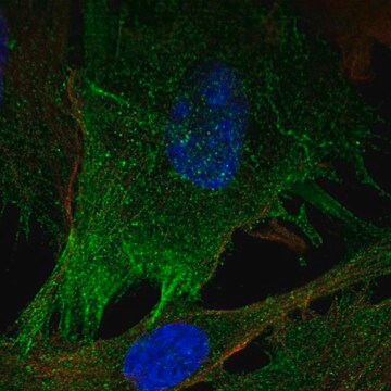 Anti-MYLK antibody produced in rabbit Prestige Antibodies&#174; Powered by Atlas Antibodies, affinity isolated antibody