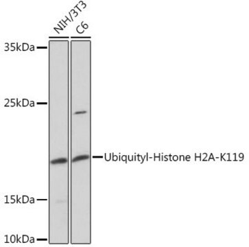 Anti-Ubiquityl-Histone H2A-K119 antibody produced in rabbit