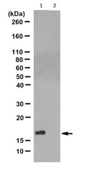 Anti-N1-Phosphohistidin-(1-pHis-)Antikörper, Klon&nbsp;SC1-1 clone SC1-1, from rabbit