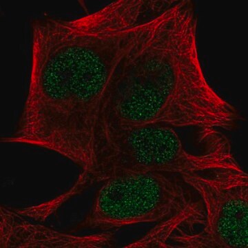 Anti-PRDM4 antibody produced in rabbit Prestige Antibodies&#174; Powered by Atlas Antibodies, affinity isolated antibody