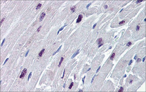 Anti-SOX4 antibody produced in rabbit affinity isolated antibody