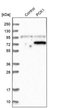 抗PCK1抗体 ウサギ宿主抗体 Ab2, Prestige Antibodies&#174; Powered by Atlas Antibodies, affinity isolated antibody, buffered aqueous glycerol solution