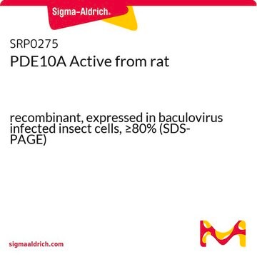 PDE10A Active from rat recombinant, expressed in baculovirus infected insect cells, &#8805;80% (SDS-PAGE)