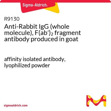 Anti-Rabbit IgG (whole molecule), F(ab&#8242;)2 fragment antibody produced in goat affinity isolated antibody, lyophilized powder