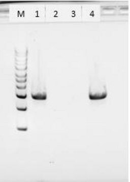 Protéinase&#160;K from Tritirachium album free of DNA contaminants, suitable for Microbiome research, lyophilized powder, &#8805;30 units/mg protein