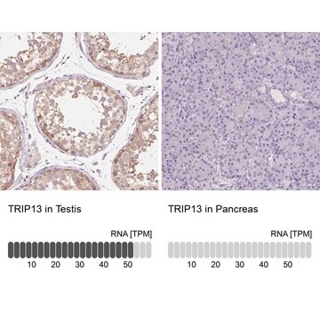 Anti-TRIP13 antibody produced in rabbit Prestige Antibodies&#174; Powered by Atlas Antibodies, affinity isolated antibody, buffered aqueous glycerol solution