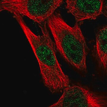 Anti-CAPZB antibody produced in rabbit Prestige Antibodies&#174; Powered by Atlas Antibodies, affinity isolated antibody