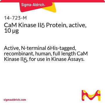 Białko kinazy CaM IIδ, aktywne, 10 µg Active, N-terminal 6His-tagged, recombinant, human, full length CaM Kinase II&#948;, for use in Kinase Assays.