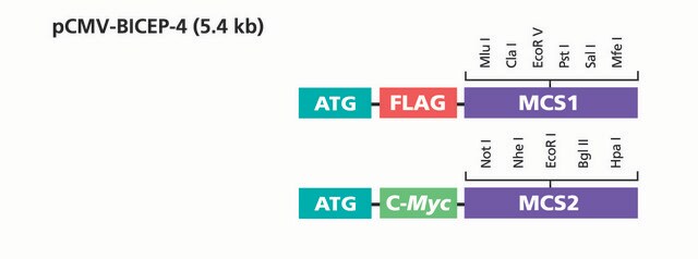 pCMV-BICEP&#8482;-4 Expression Vector