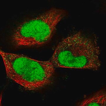 Anti-ECT2 antibody produced in rabbit Prestige Antibodies&#174; Powered by Atlas Antibodies, affinity isolated antibody