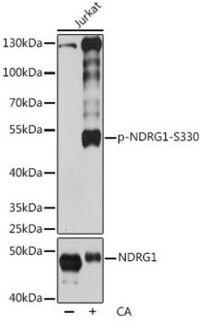 Anti-Phospho-NDRG1-S330 antibody produced in rabbit