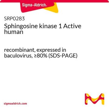 Sphingosine kinase 1 Active human recombinant, expressed in baculovirus, &#8805;80% (SDS-PAGE)