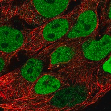 Anti-CDX2 antibody produced in rabbit Prestige Antibodies&#174; Powered by Atlas Antibodies, affinity isolated antibody