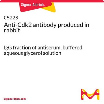 Anti-Cdk2 antibody produced in rabbit IgG fraction of antiserum, buffered aqueous glycerol solution