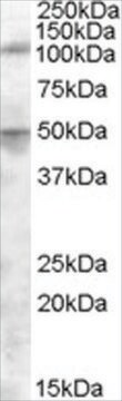 Anti-ERAP2 antibody produced in goat affinity isolated antibody, buffered aqueous solution